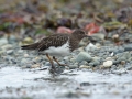 Black Turnstone